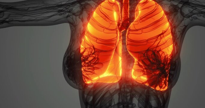 This visual focuses on the human lung anatomy, showcasing the intricate structure of the lungs. Bright colors illustrate key features, emphasizing their role in respiration.