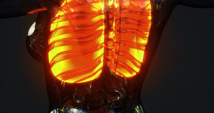 This diagram highlights the internal structure of human lungs, displaying key elements of the respiratory system, including bronchi, alveoli, and the thoracic cavity elements.
