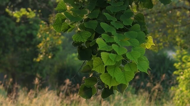 Close view of green heart-shaped leaves on a mature broadleaf tree, softly lit by warm evening sunlight