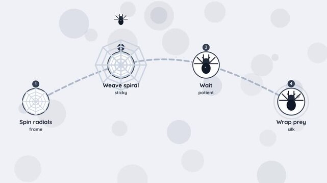 Spider Web Spinning And Prey Capture Seamless Loop