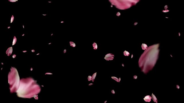 Pink rose petals falling on black background seamless loop
