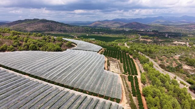 Curved protective netting covers fruit orchard rows in a rural valley, surrounded by pine trees, dirt roads and rolling mountains under a cloudy sky