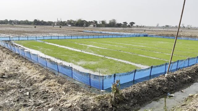 Agricultural crop field protected by blue plastic net fence