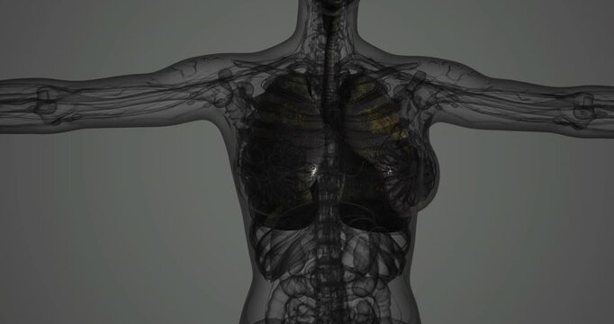 A transparent model revealing the human lungs and thoracic cavity. The intricate details highlight lung anatomy and surrounding structures clearly.
