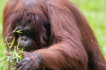 Close-up of an orangutan (Pongo) inspecting green foliage on the ground. © Ariyanto