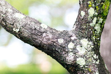 Fototapeta premium Tree branch with rough bark covered in natural green lichen and moss, nature, forest ecology, organic texture and growth on tree surfaces, close-up