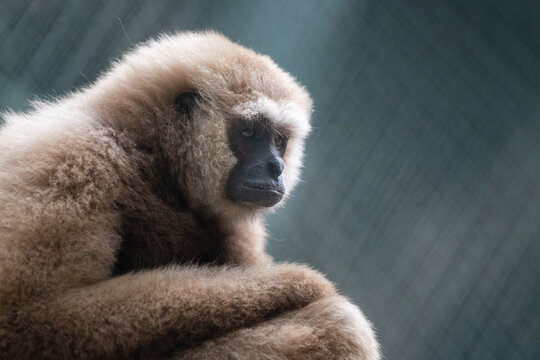 Lar gibbon (Hylobates lar) with fluffy beige fur sitting thoughtfully and looking directly at camera.