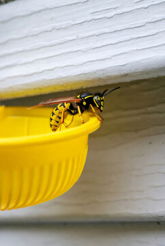 Wasp on a yellow plastic trap. Pest control concept for house and garden protection against stinging insects. Professional extermination and sanitation of residential area.