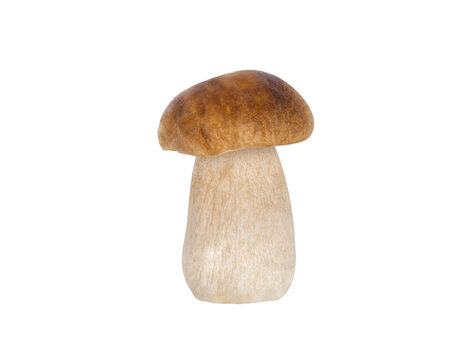 King Bolete Mushroom Isolated on White Background