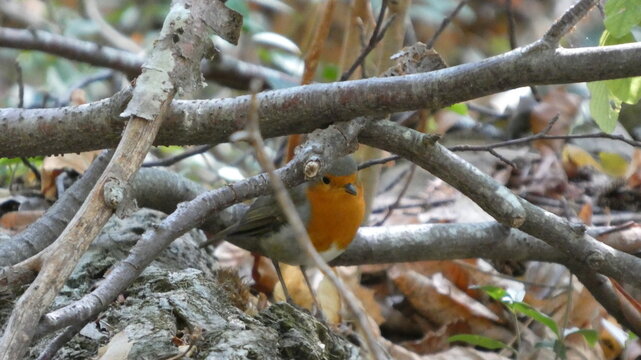 Robin