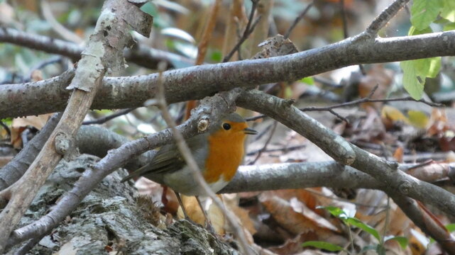 Robin