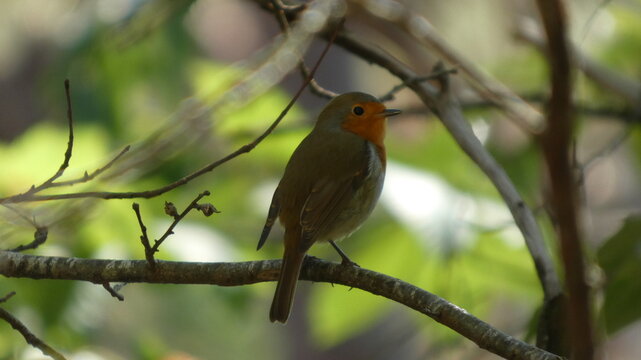 Rouge-gorge