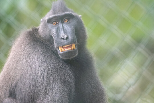 Close-up portrait of a Celebes crested macaque (Macaca nigra) showing teeth and smiling expression with copy space