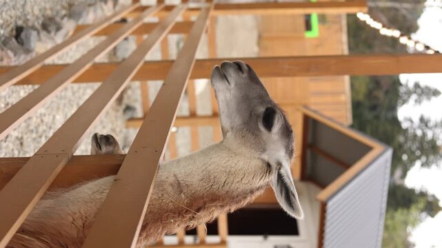 alpaca on a farm, a llama