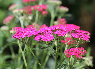 A close up of Achillea millefolium 'Colorado' flowering in summer.  © Maria