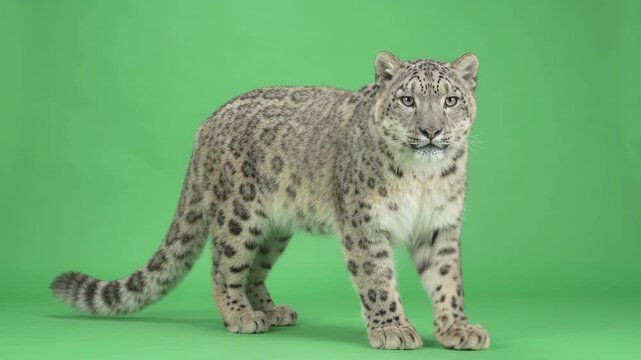 A snow leopard stands in full growth and looks attentively ahead on a green chroma key background. A rare wild predator with thick spotted fur ideal for video editing and keying.