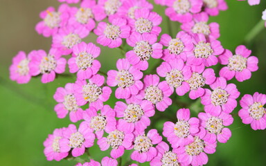 A close up of Achillea millefolium 'Colorado' flowering in summer.  © Maria