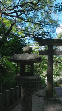 【縦動画】石灯籠と石鳥居 青空と枝の下の神社
