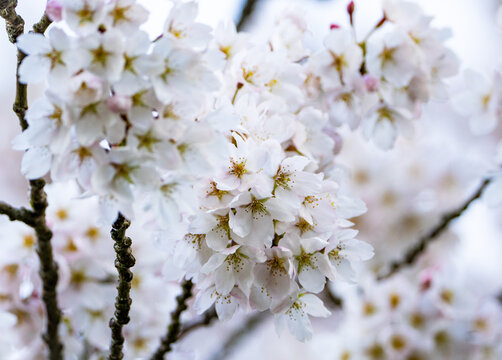 cherry tree blossom