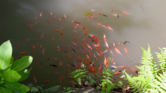 池に群がる色とりどりの錦鯉 シダと緑の水辺