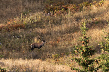 Large male of stag roaring after sunset at the edge of large spruce forest in autumn during mating season. Photographed after sunset in low natural light and high ISO. © Silviu