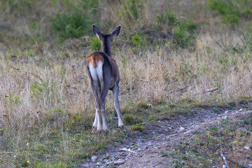 A young hind stay after sunset at the edge of large spruce forest in autumn. Photographed after sunset in low natural light and high ISO. © Silviu