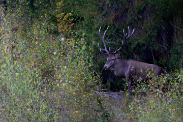 Large male of stag roaring after sunset at the edge of large spruce forest in autumn during mating season. Photographed after sunset in low natural light and high ISO. © Silviu