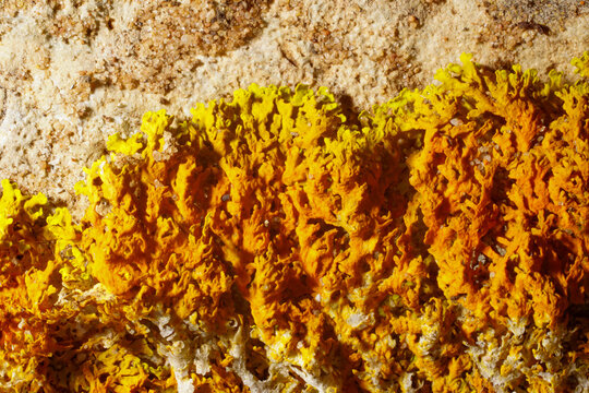 Close-up of Xanthoria aureola, Seaside Sunburst Lichen, with bright yellow and orange lobes growing on rock at Cabo de S&atilde;o Vicente, Algarve, Portugal