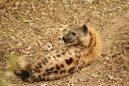 Spotted Hyena (Crocuta crocuta) lying resting on bare dry ground in the wild, South Luangwa National Park, Zambia, August 2017