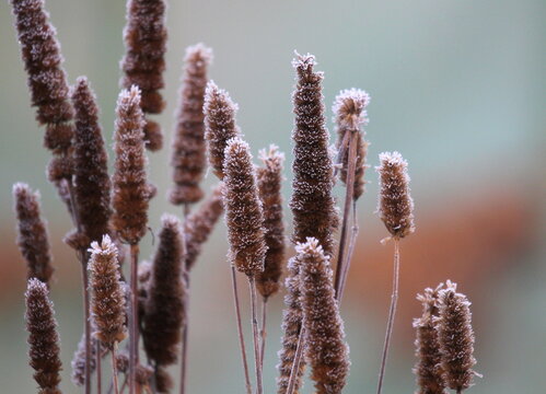 A close up of the frosted seed heads of Agastache, Giant Hyssops, in winter. England.