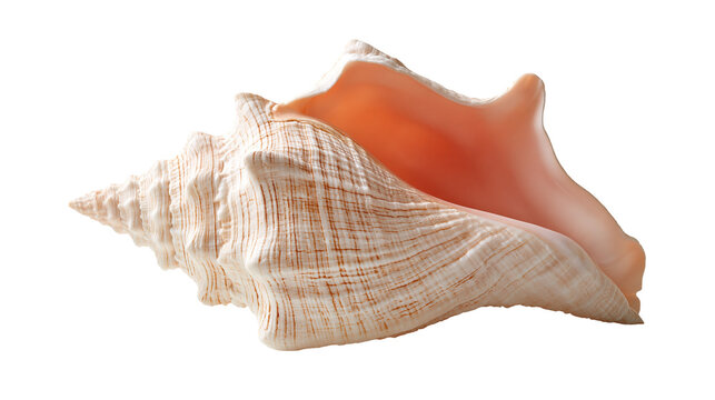 Large spiral conch shell with textured tan and cream surface