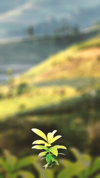 A close-up shot of a small, vibrant green plant with blurred, mountainous background in daylight. Nature, natural or quotes background