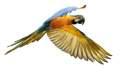 Blue and yellow macaw parrot flying with wings spread wide © Hjalmar