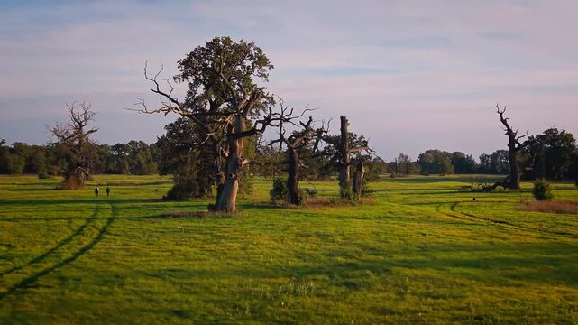 16:9 drone shot of three ancient leafless oak trees in Rogalin Poland