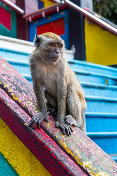 Long-tailed macaque sitting on colorful stairs railing at Batu Caves, Malaysia