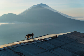 Monkey walking on a roof with a volcano in the morning haze, Mount Batur, Bali © Kamil
