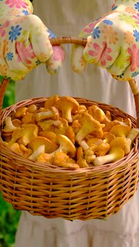 Harvest chanterelle mushrooms in a basket. Selective focus.