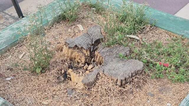 Weeds growing around a metal pole base on a paved sidewalk
