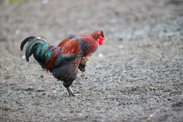Colorful rooster walking on dry dirt ground in a farmyard, raised leg mid-step, dynamic side view profile. © erwin