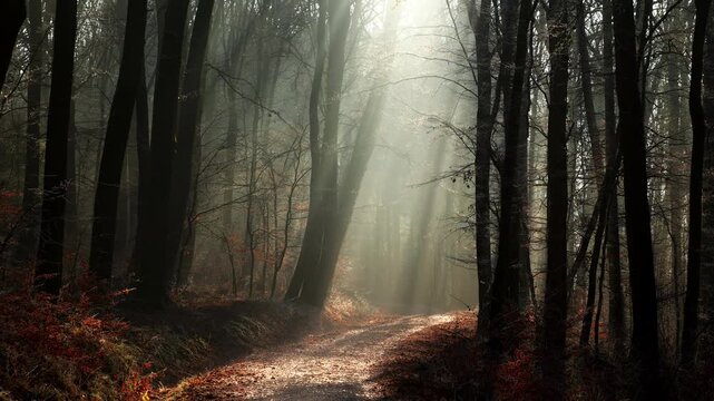Magical atmosphere with beams of light in a foggy forest with silhouetted tree trunks and an illuminated path