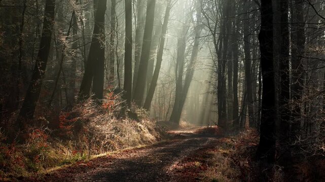 Magical atmosphere with beams of light in a foggy forest with silhouetted tree trunks and an illuminated path