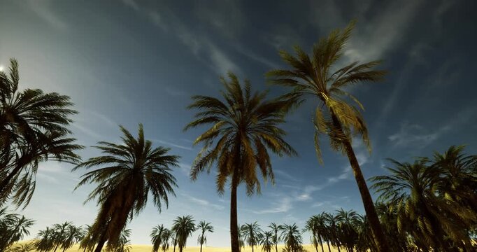 cinematic palms at golden dusk under moody sky, high contrast silhouettes and sweeping clouds for film, editorial, and poster backdrops evoking nostalgia