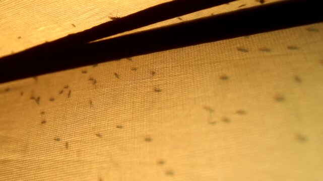 Cloud of biting midges in yellow tent, Scotland