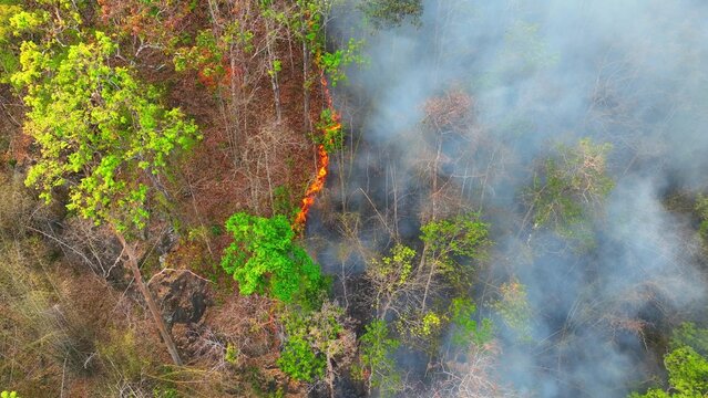 Aerial view of forest fire burning through green vegetation, symbolizing the present-day reality of climate-driven wildfires, habitat destruction, and worsening environmental instability. 4k.
