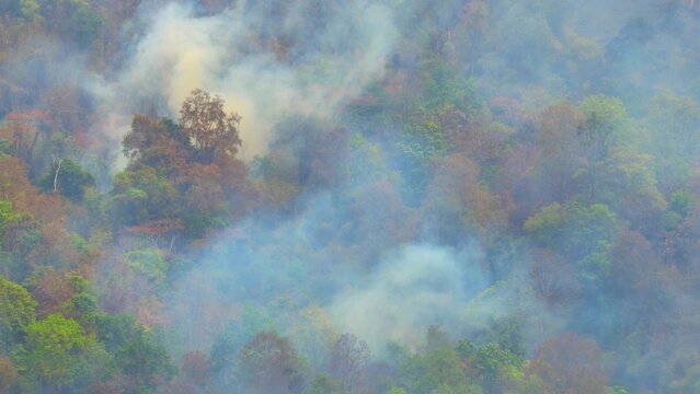 Drone perspective of wildfire smoke covering woodland, reflecting the visible effects of global warming through hotter climates, forest stress, biodiversity loss, and worsening natural disasters. 4k.
