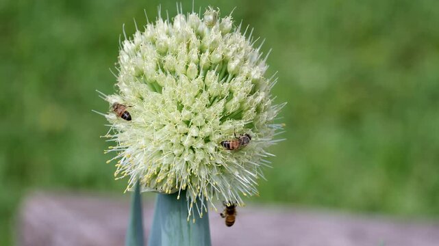 Close Up of Honey Bees Foraging and Flitting on Scallion Flower