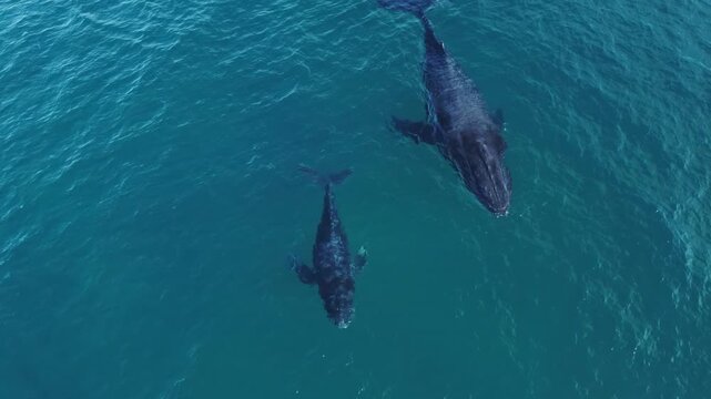 Smooth aerial tracking shot of a beautiful whale mother and her young calf swimming together just below the ocean surface.