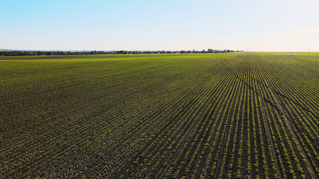 Green crop field from aerial view showing young plants growing in long, parallel rows on a sunny day