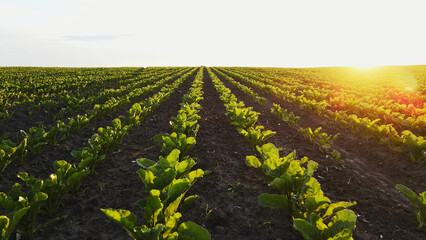 Fototapeta premium Young sugar beet plants growing in rows on a vast agricultural field during golden hour sunset, farming landscape