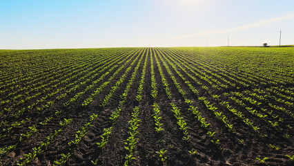 Fototapeta premium Young sugar beet plants emerging from dark soil, forming linear patterns across a vast agricultural field under bright sunlight